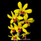 Dendrobium Mayneal x Uraiwan -BS
