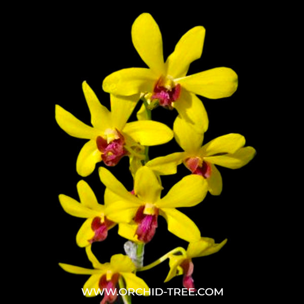 Dendrobium Mayneal x Uraiwan Orchid Plant - BS