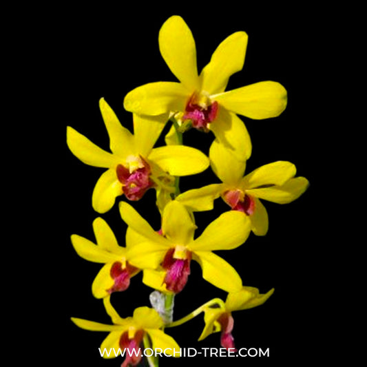 Dendrobium Mayneal x Uraiwan Orchid Plant - BS