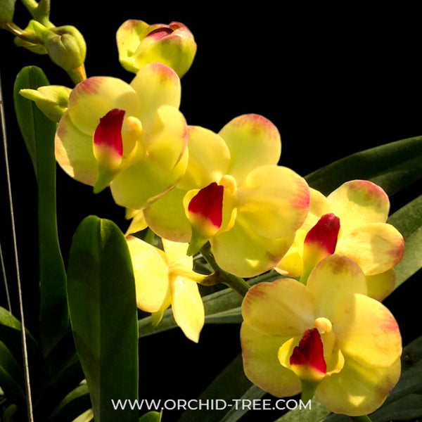 Vanda Yellow Butterfly Medallion Orchid Plant - BS - Buy Orchids Plants Online by Orchid-Tree.com