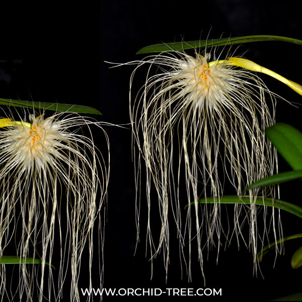 Bulbophyllum medusae sp. - BS