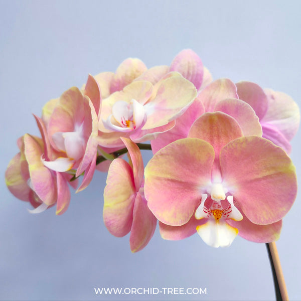 Phalaenopsis Peach Melba Orchid Plant - FF
