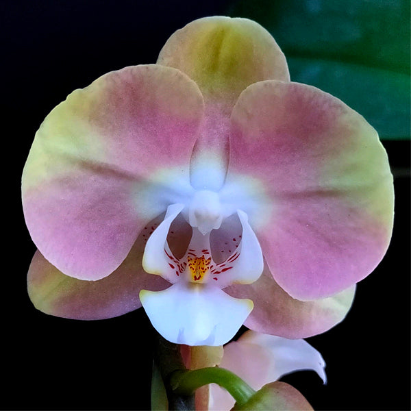 Phalaenopsis Peach Melba Orchid Plant - BS