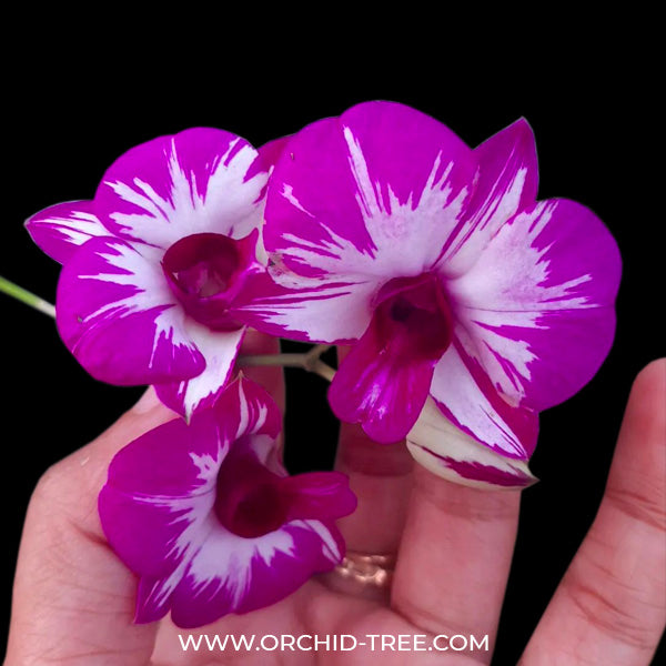 Dendrobium Mickey Mouse (Miniature) -BS