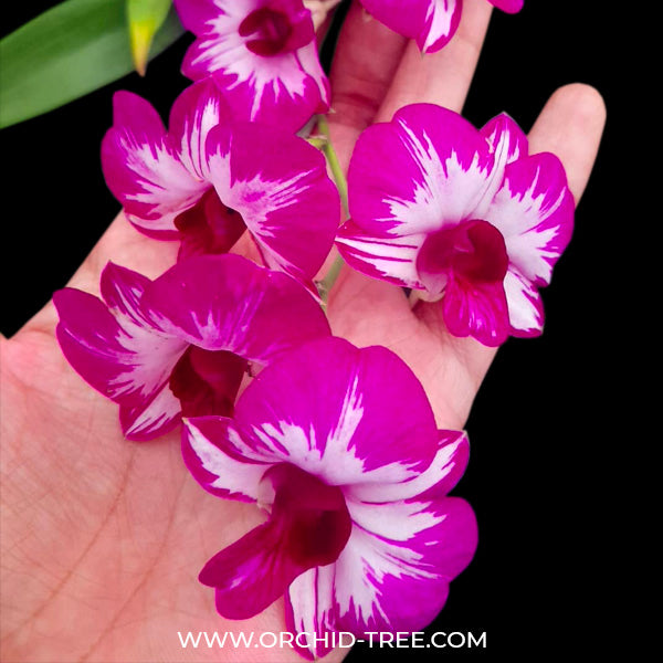Dendrobium Mickey Mouse (Miniature) -BS