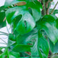 Rhaphidophora Tetrasperma | Mini Monstera