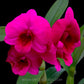 Dendrobium Miss Asian Red - BS