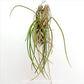 Seidenfadenia mitrata 'yellow' sp.- FF