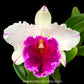 Cattleya Morning Stars - BS