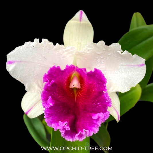 Cattleya Morning Stars Orchid Plant - BS