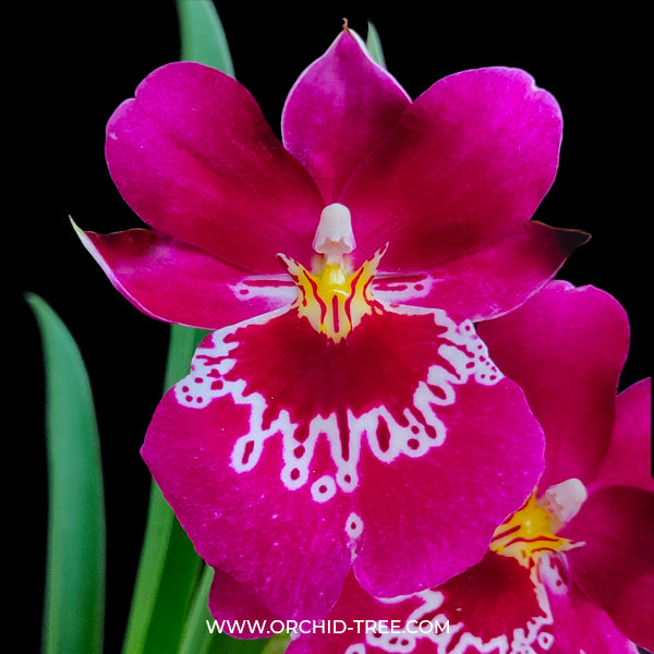 Miltoniopsis Newton Falls - BS - Buy Orchids Plants Online by Orchid-Tree.com