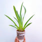 Miltoniopsis Newton Falls - BS - Buy Orchids Plants Online by Orchid-Tree.com