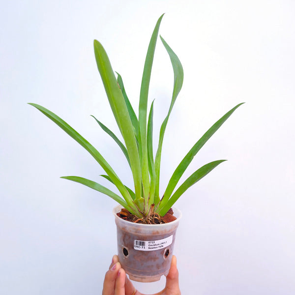 Miltoniopsis Newton Falls - BS - Buy Orchids Plants Online by Orchid-Tree.com