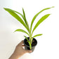 Catasetum (FDK.) No Doubt - BS