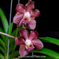Vandachostylis Ocean Storm x merrillii - BS