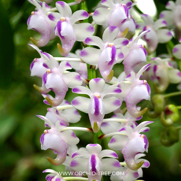 Aerides odoratum sp. - BS