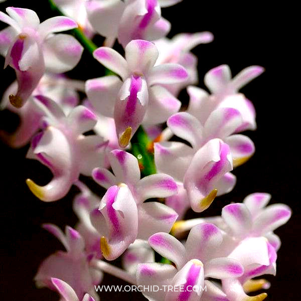 Aerides odoratum sp. - BS