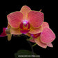 Phalaenopsis Orange Lacewing - FF