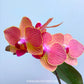 Phalaenopsis Orange Lacewing - FF