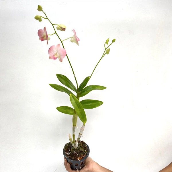 Dendrobium Orange White - With Open Flowers | FF - Buy Orchids Plants Online by Orchid-Tree.com