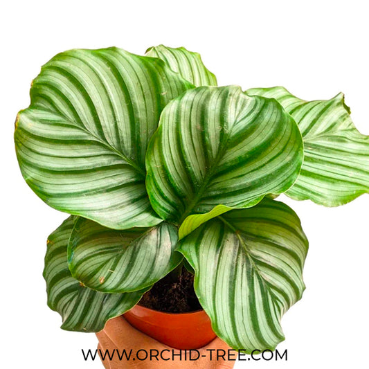 Calathea Orbifolia