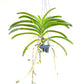 Vanda Orchard Randevous - FF
