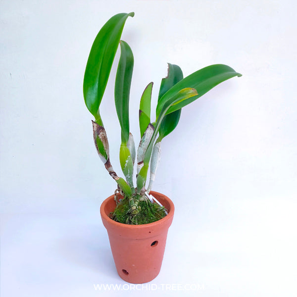 Terracotta Orchid Pot 6 Inch