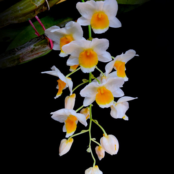 Dendrobium palpebrae sp. Orchid Plant - BS