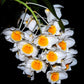 Dendrobium palpebrae sp. - BS