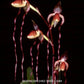 Paphiopedilum sanderianum x Hsinying Anita - BS