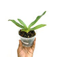 Paphiopedilum sanderianum x Hsinying Anita - BS