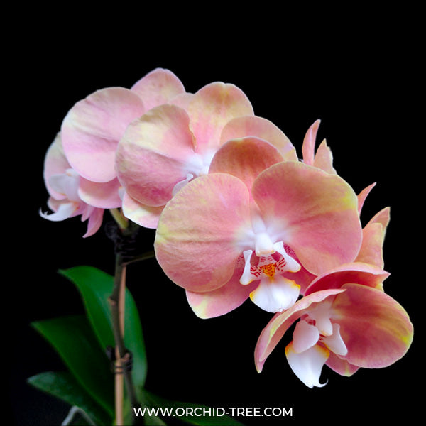 Phalaenopsis Peach Melba Orchid Plant - BS