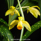 Phaius flavus sp.- BS