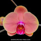 Phalaenopsis OX Golden Apple - FF