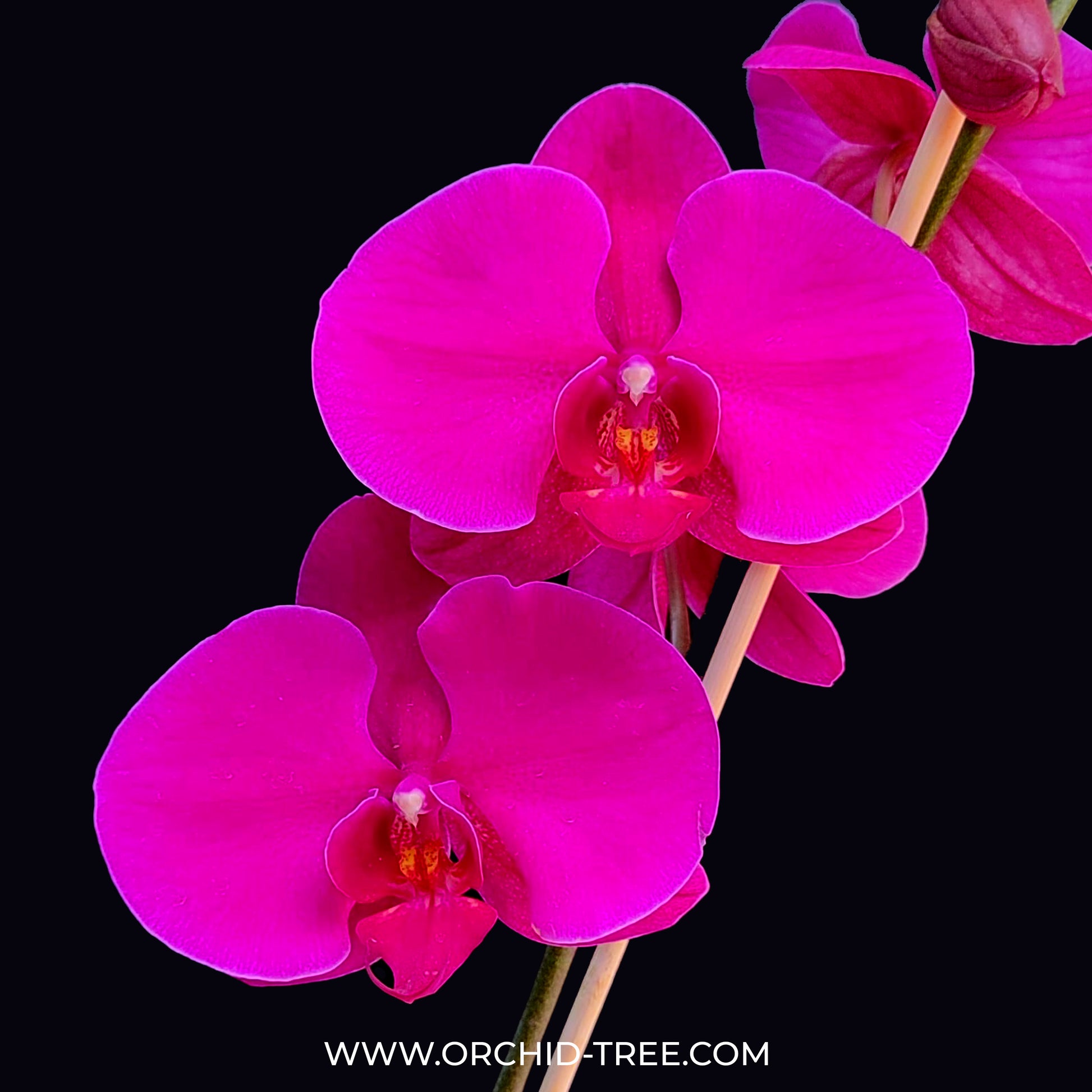 Phalaenopsis Lianher Super Red - BS - Buy Orchids Plants Online by Orchid-Tree.com