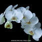 Phalaenopsis Timothy Christopher x P. amabilis - BS