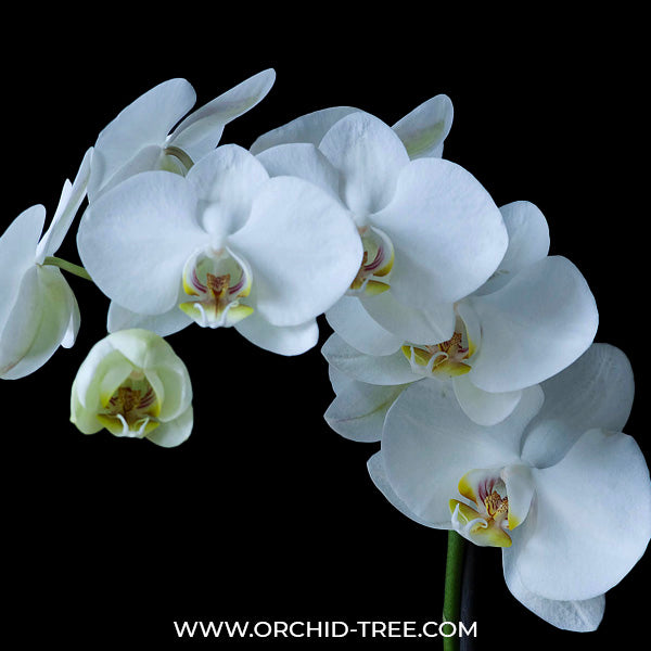 Phalaenopsis Timothy Christopher x P. amabilis - BS