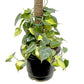 Philodendron Brasil Big Plant