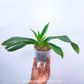 Phragmipedium Peruflora's Cirila Alca - BS