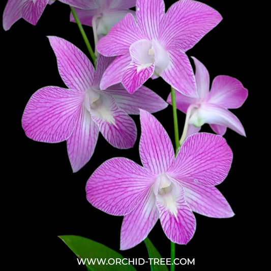 Dendrobium Tanida Pink Stripe x Hawaii Stripe #1 - BS