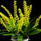 Pleurothallis ghiesbreghtiana sp. - BS
