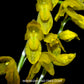 Pleurothallis ghiesbreghtiana sp. - BS