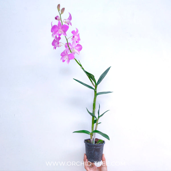 Dendrobium Pink Stripe POF 85 - FF