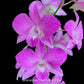 Dendrobium Pink Stripe POF 85 - FF