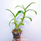 Dendrobium Yellow Splash POF 258 - BS