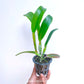Cattleya (Rlc.) Port Of Paradise - BS
