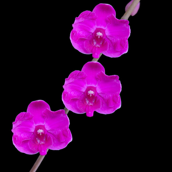 Phalaenopsis Happy Valentine x Doritis pulcherrima - FF