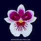 Miltoniopsis Purple Snow '17525' - BS