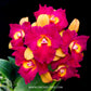 Cattleya Qing Ming Beauty 'Brilliant' - BS