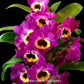 Dendrobium Akebono x Red Emperor - BS
